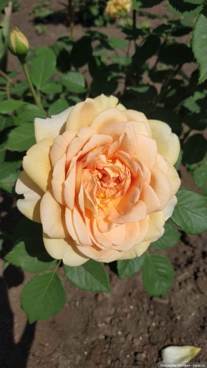 Настенька на прогулке — Российские куклы Весна