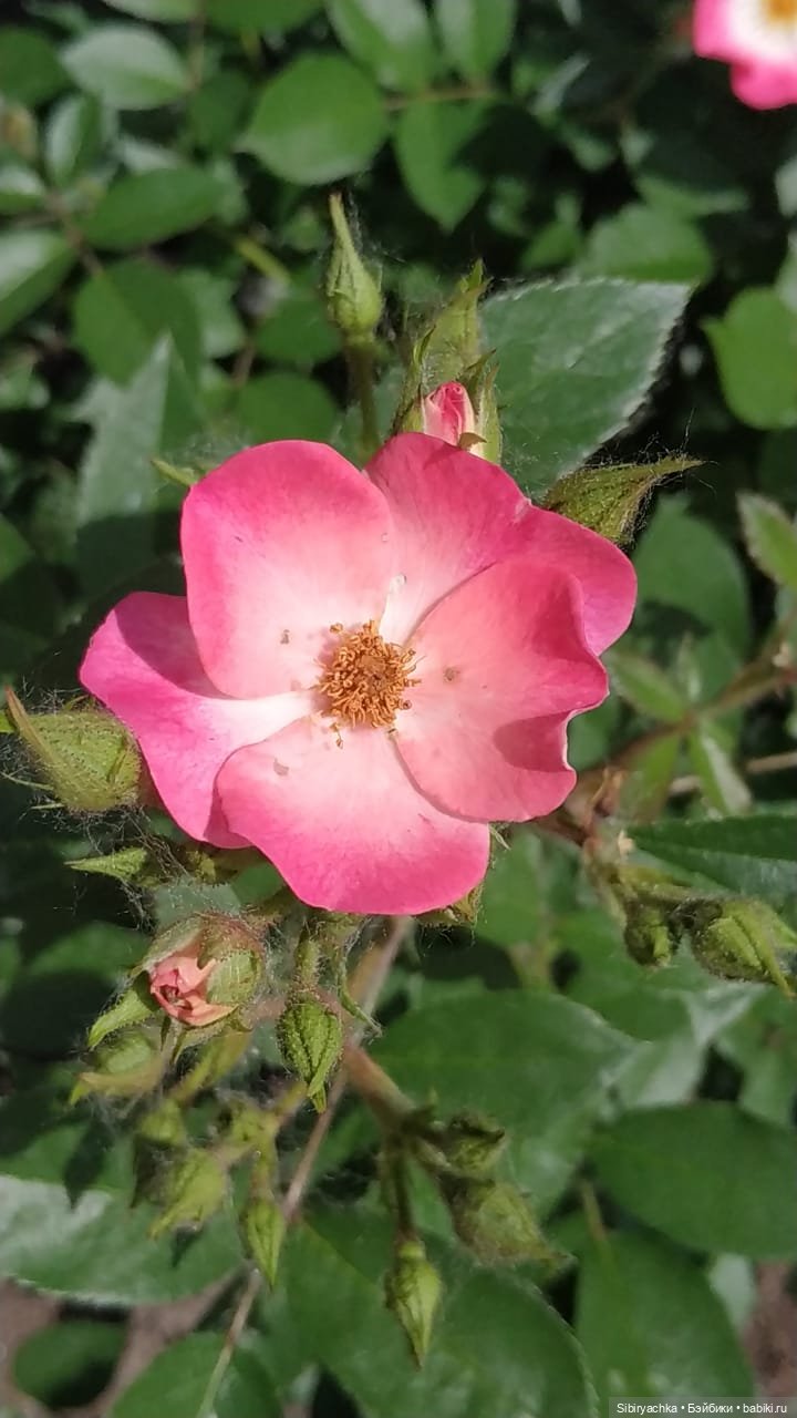 Настенька на прогулке — Российские куклы Весна