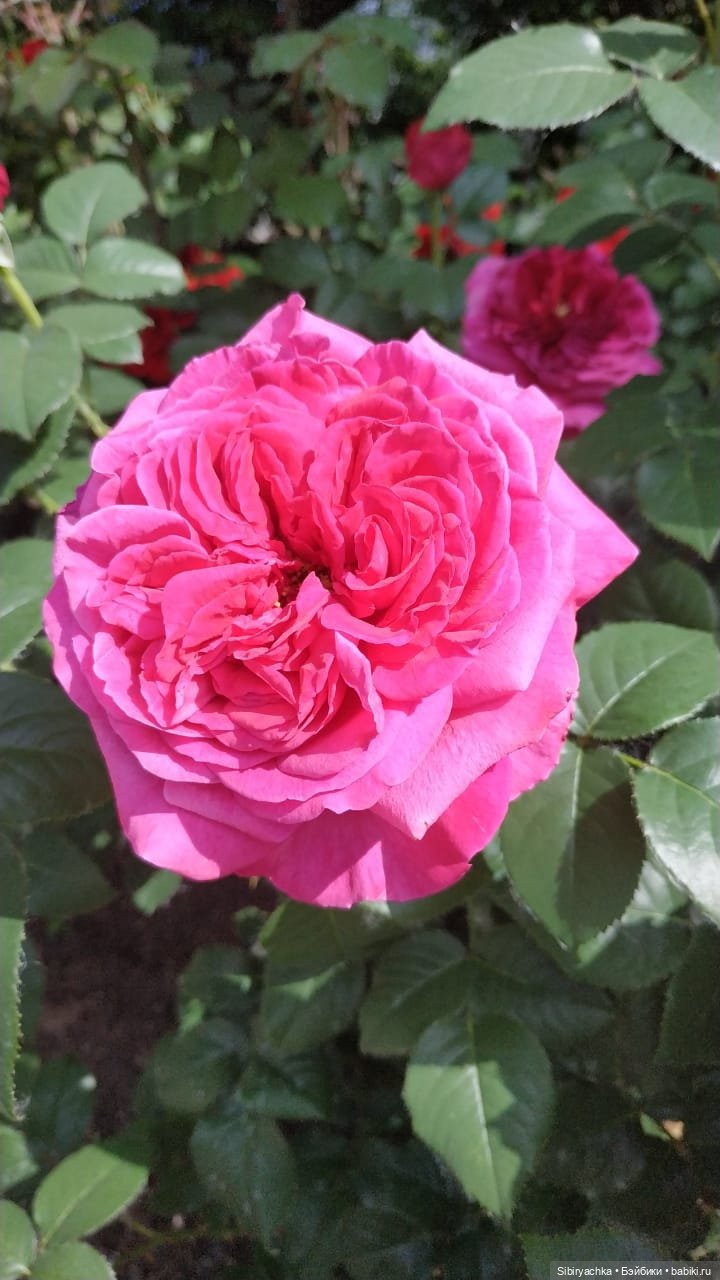 Настенька на прогулке — Российские куклы Весна