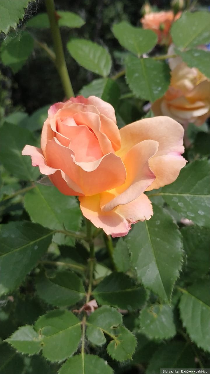 Настенька на прогулке — Российские куклы Весна (фото 9)