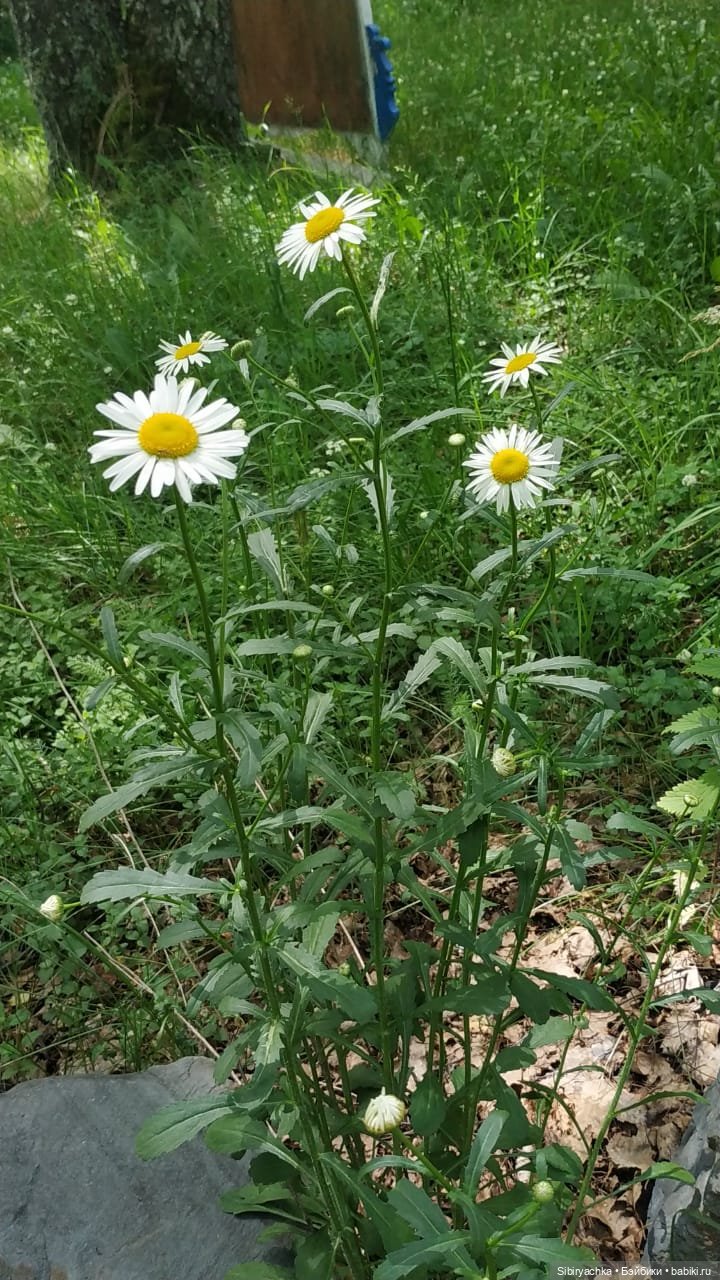 Деревня "Радость" — Игрушки СССР и советского детства: резиновые (фото 2)