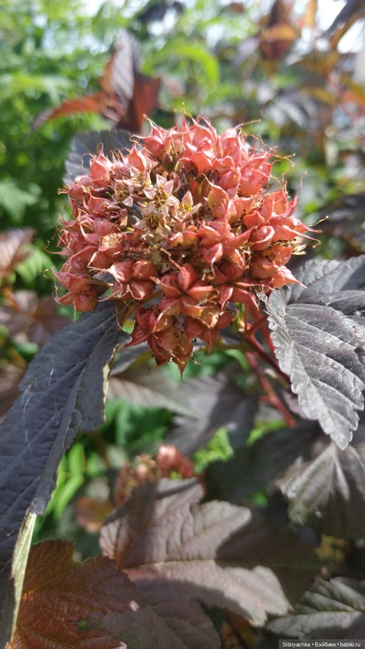 И жизнь хороша, и жить хорошо