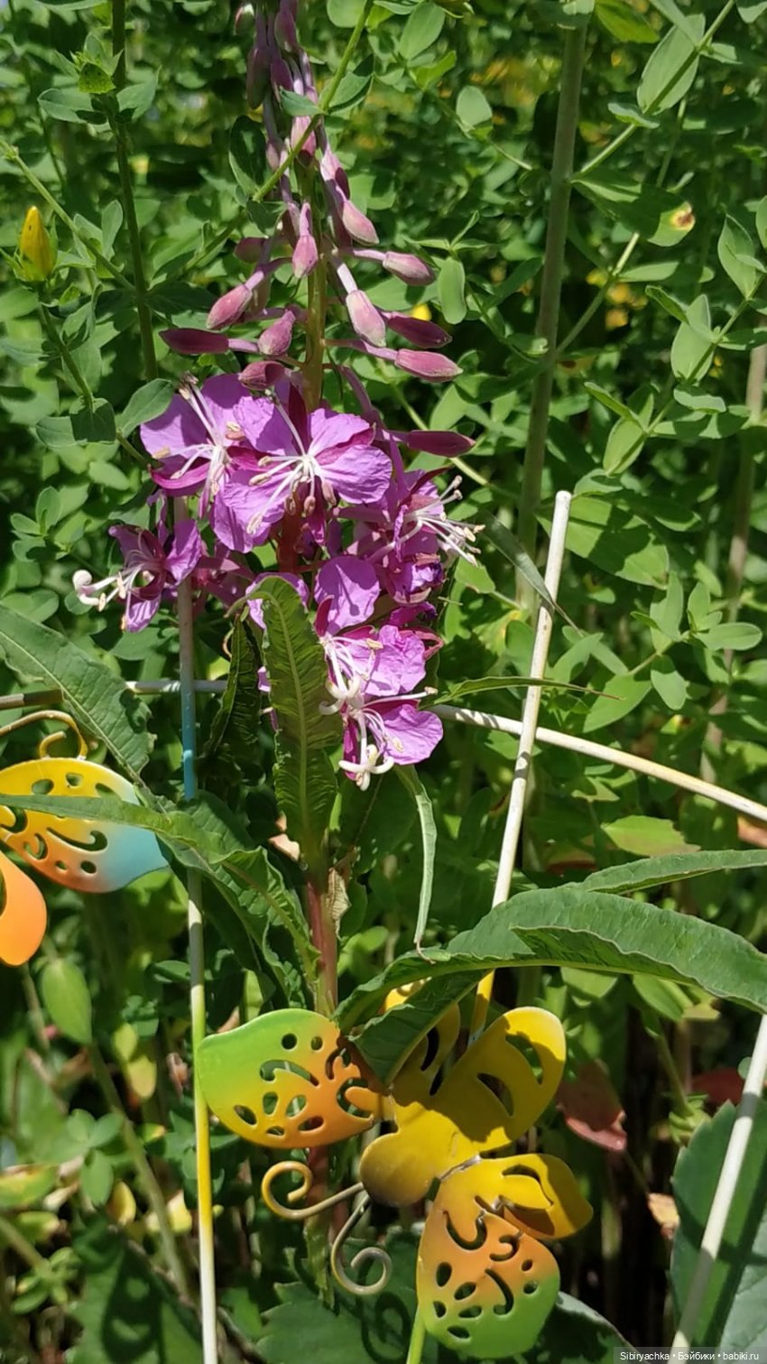 Беззаботное лето Дуняши и кошечки Мурочки