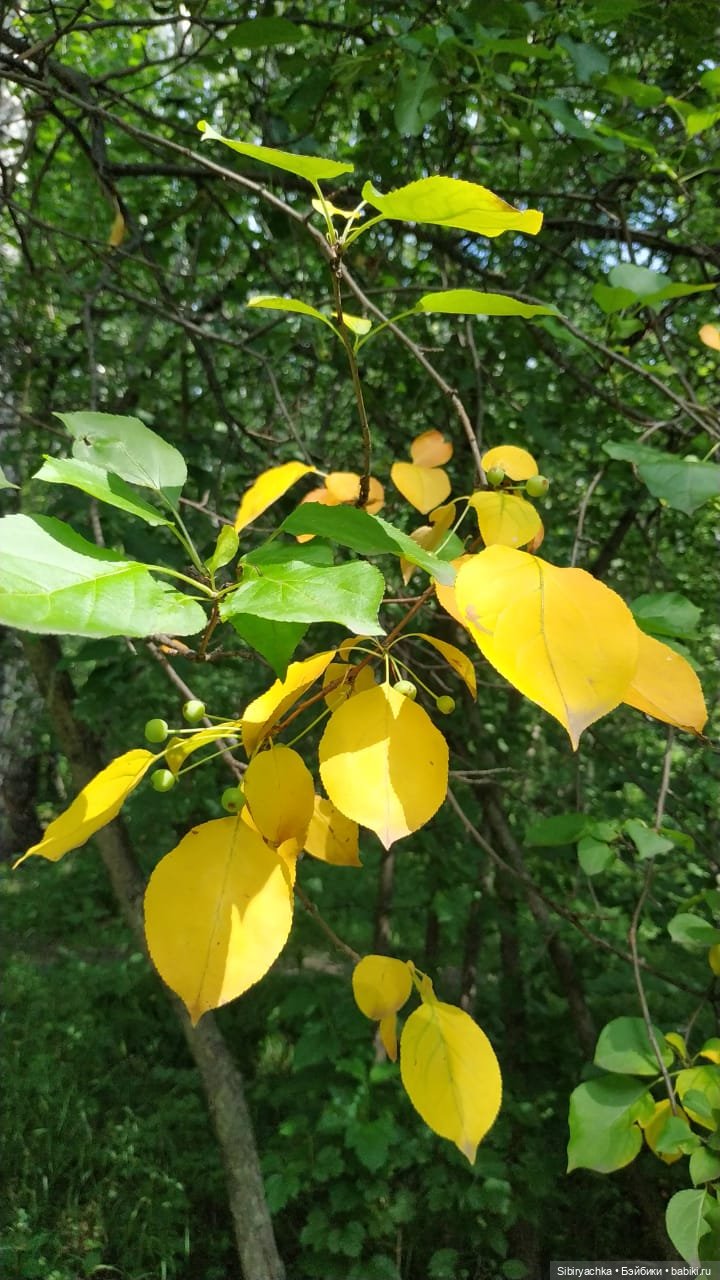 Патрикеевна в гостях у Лисички-сестрички (фото 3)
