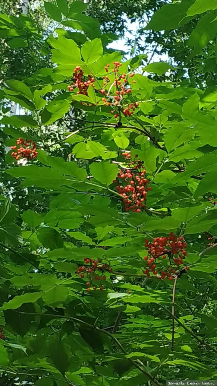 Котофей Иванович изучает окрестности деревни "Радость"