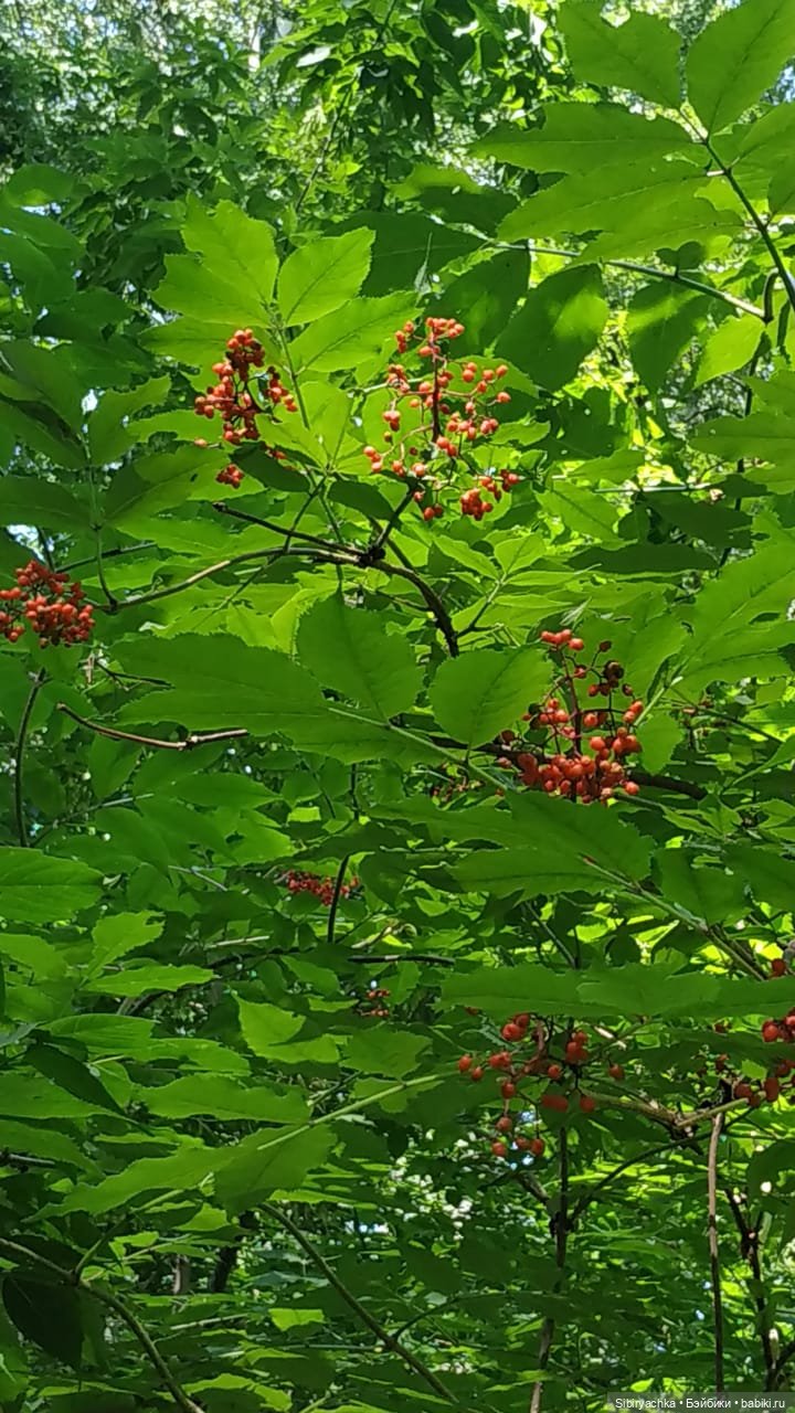 Котофей Иванович изучает окрестности деревни "Радость"