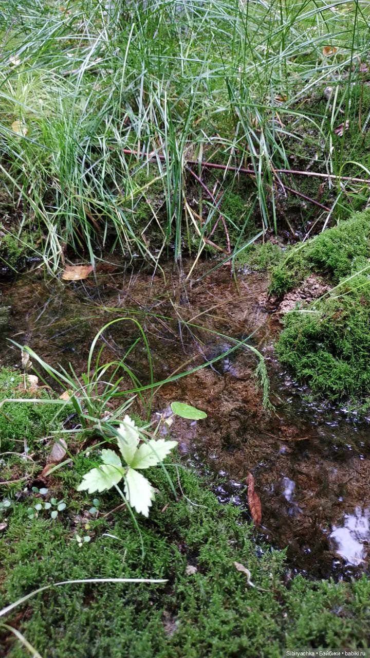 Новые друзья Лисички-сестрички и лисёнка Малыша