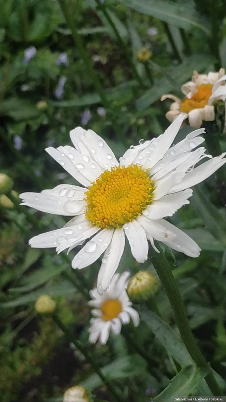 После дождя — Игровые куклы разных производителей (Разное): редкие бренды