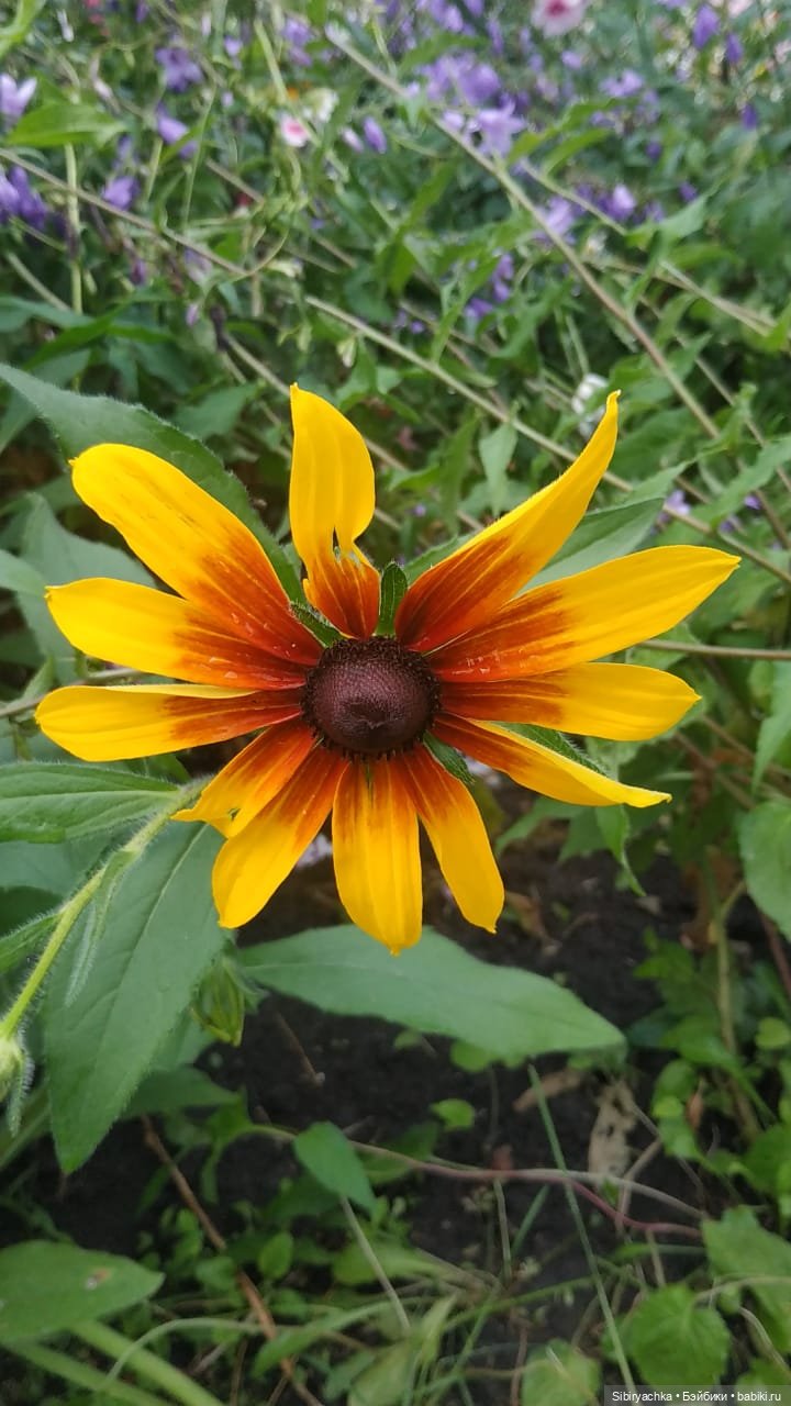 После дождя — Игровые куклы разных производителей (Разное): редкие бренды