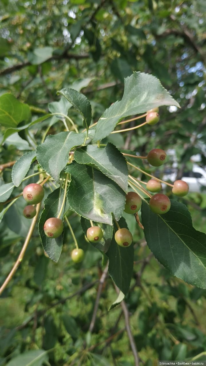 После дождя — Игровые куклы разных производителей (Разное): редкие бренды