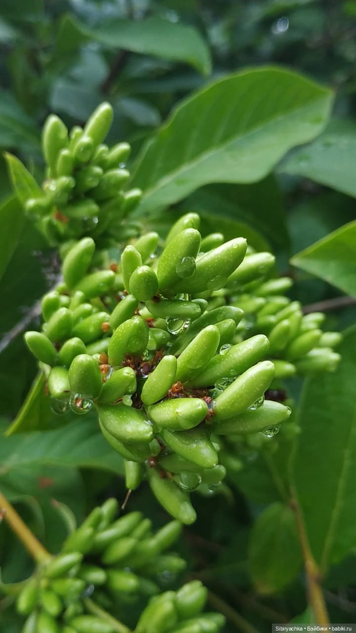 После дождя — Игровые куклы разных производителей (Разное): редкие бренды