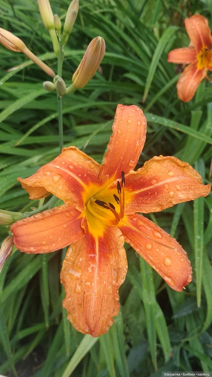 После дождя — Игровые куклы разных производителей (Разное): редкие бренды