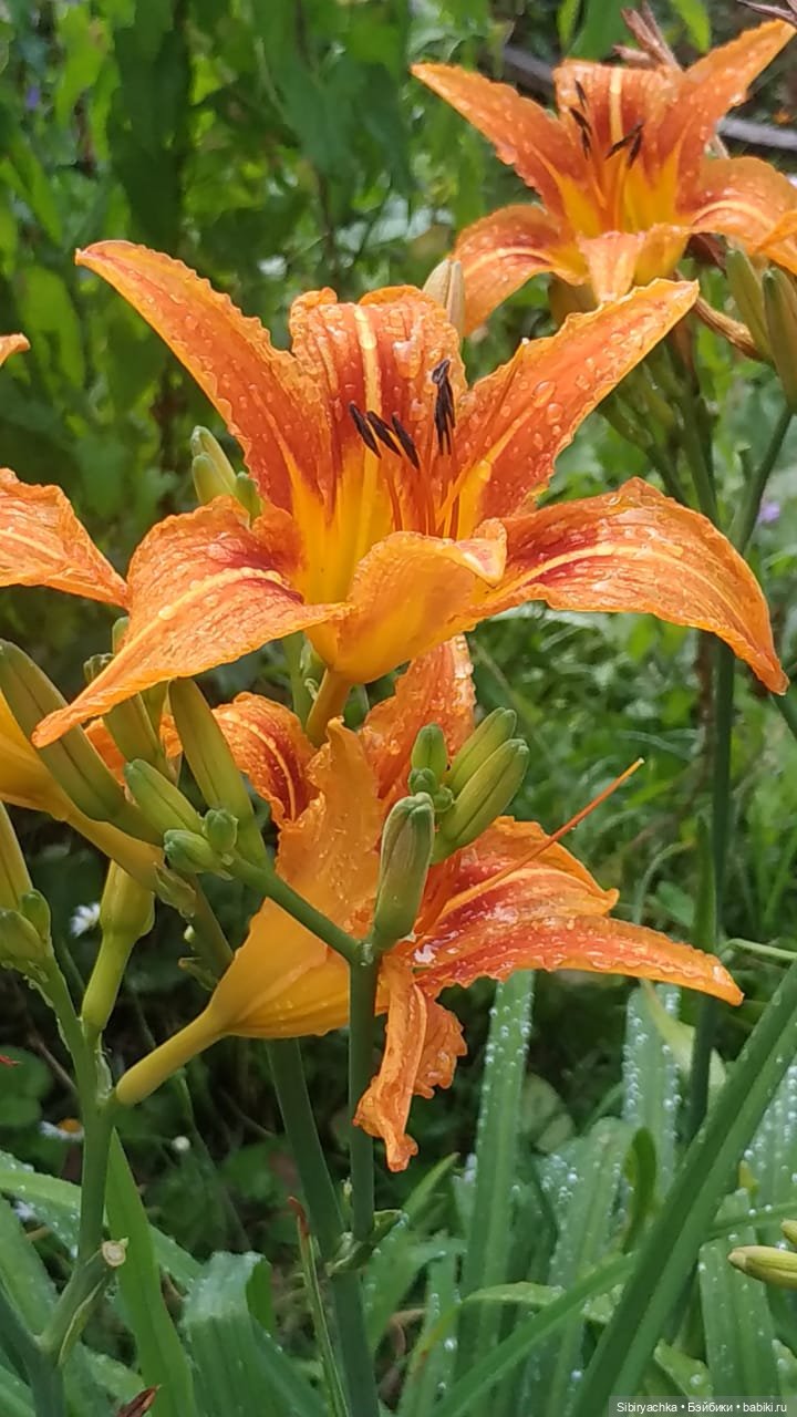 После дождя — Игровые куклы разных производителей (Разное): редкие бренды