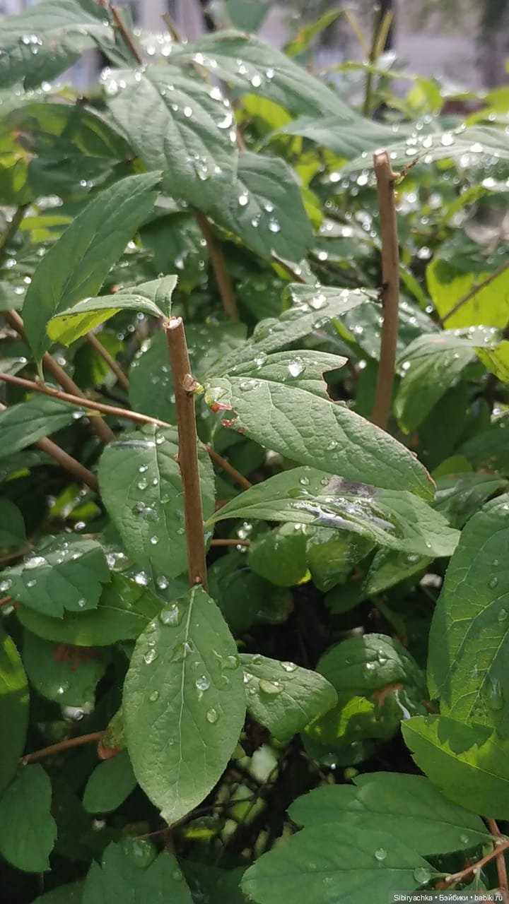 После дождя — Игровые куклы разных производителей (Разное): редкие бренды