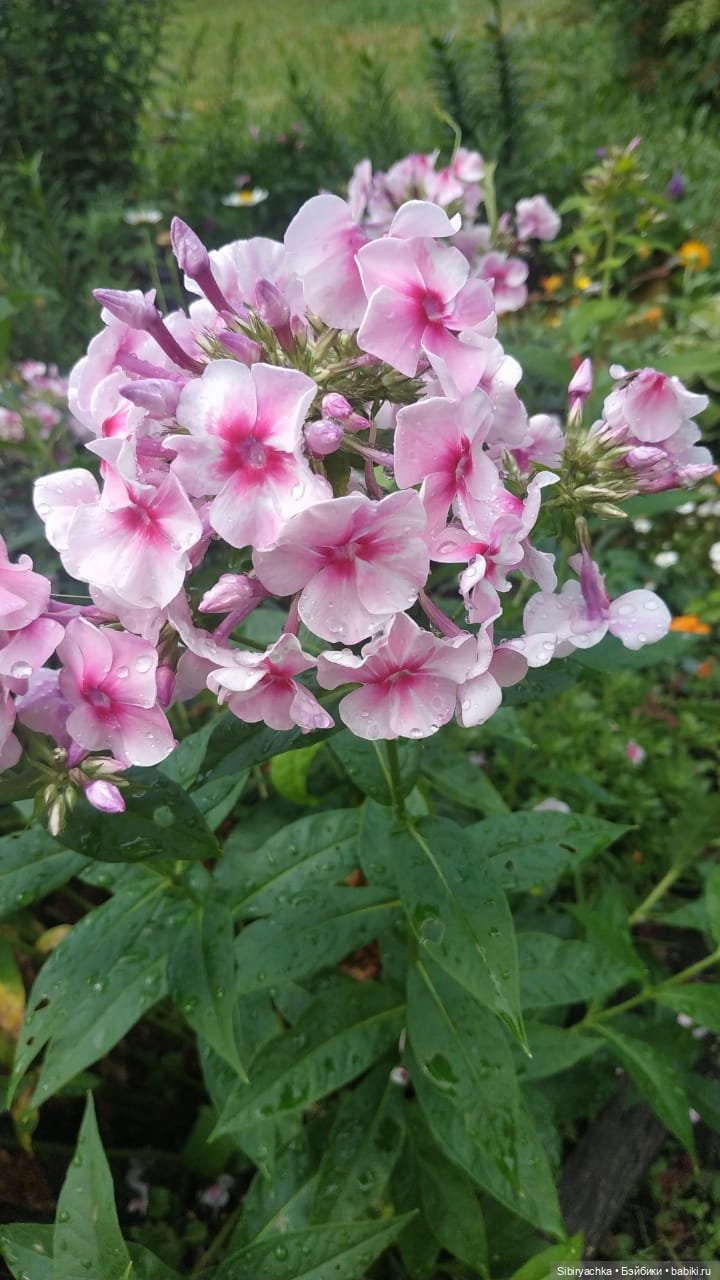 После дождя — Игровые куклы разных производителей (Разное): редкие бренды (фото 7)