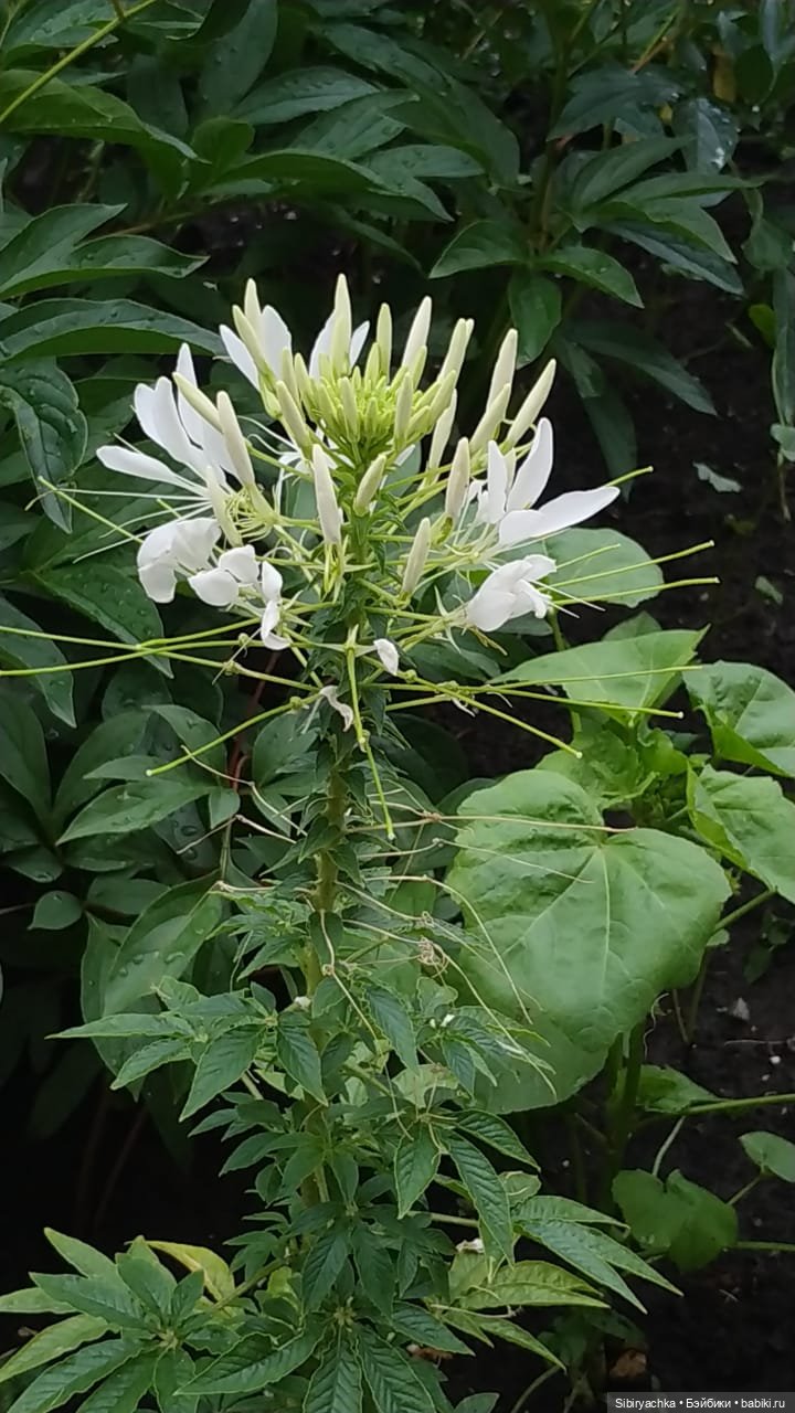 После дождя — Игровые куклы разных производителей (Разное): редкие бренды