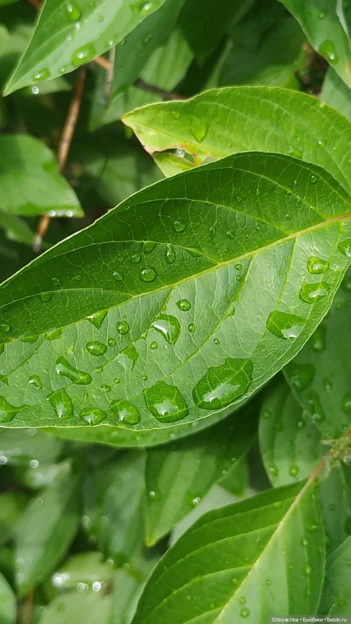 После дождя — Игровые куклы разных производителей (Разное): редкие бренды