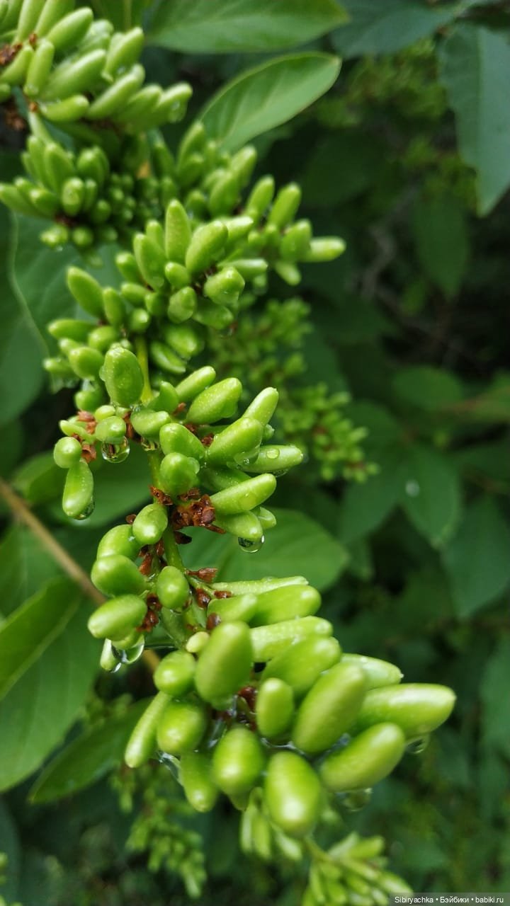 После дождя — Игровые куклы разных производителей (Разное): редкие бренды