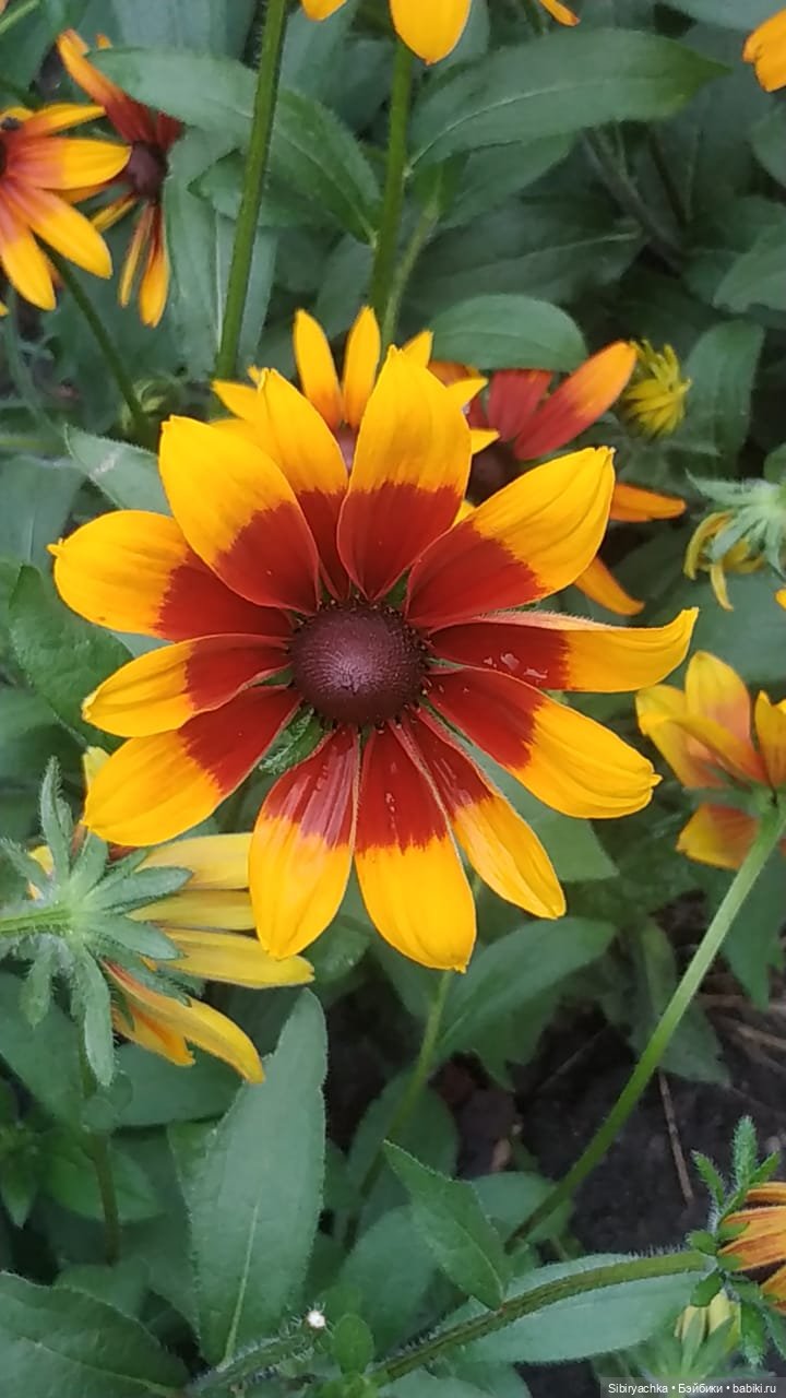 После дождя — Игровые куклы разных производителей (Разное): редкие бренды