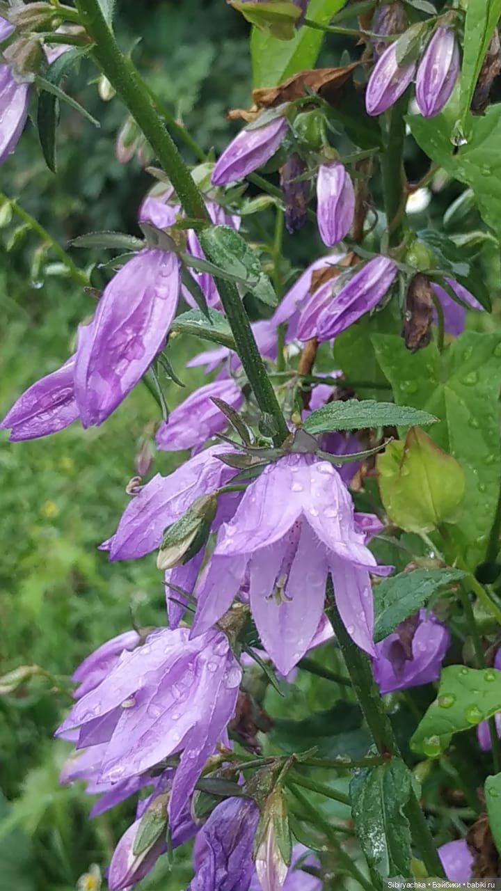 После дождя — Игровые куклы разных производителей (Разное): редкие бренды (фото 10)