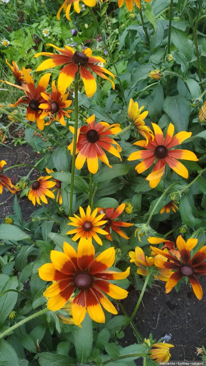 После дождя — Игровые куклы разных производителей (Разное): редкие бренды