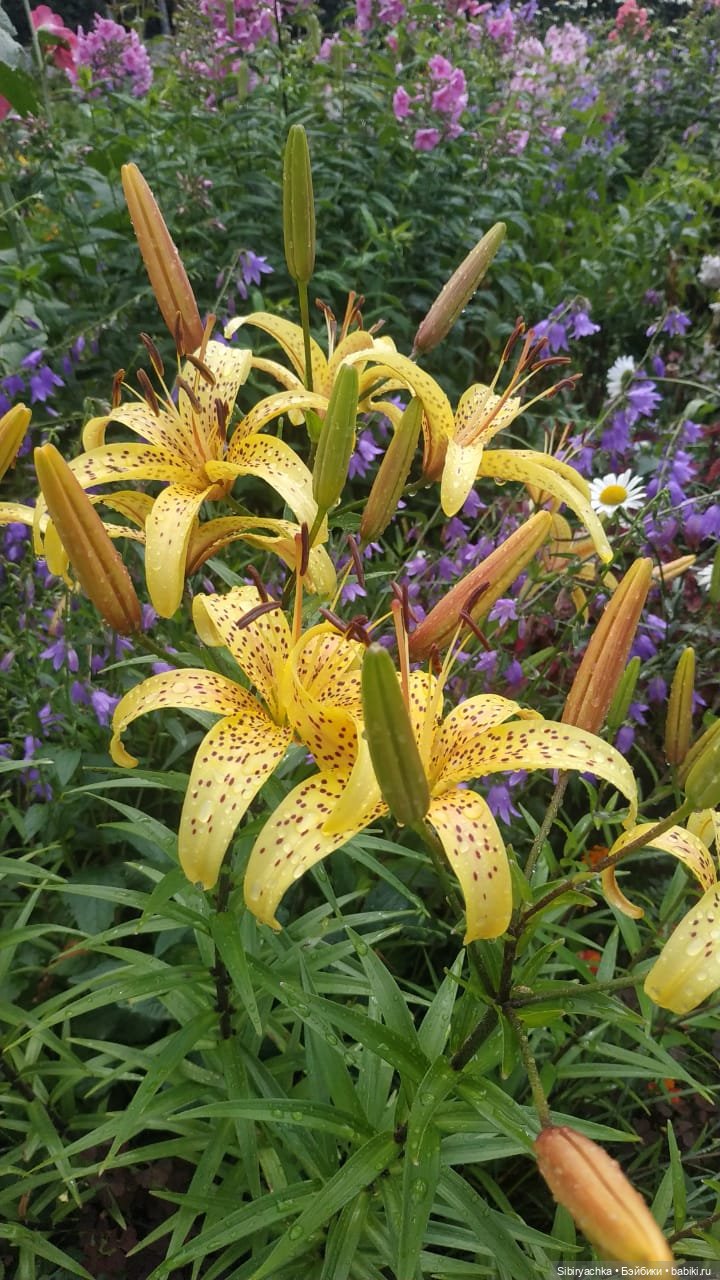 После дождя — Игровые куклы разных производителей (Разное): редкие бренды (фото 5)