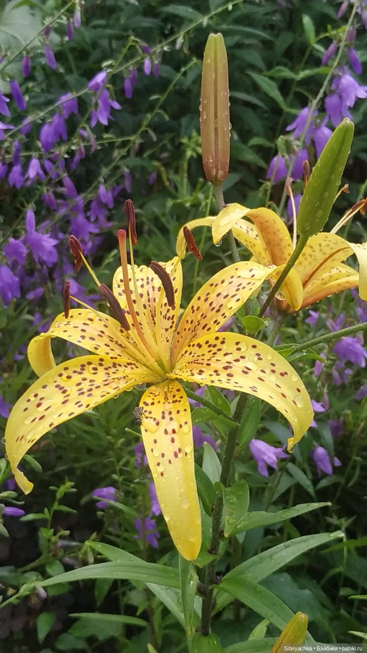 После дождя — Игровые куклы разных производителей (Разное): редкие бренды (фото 4)