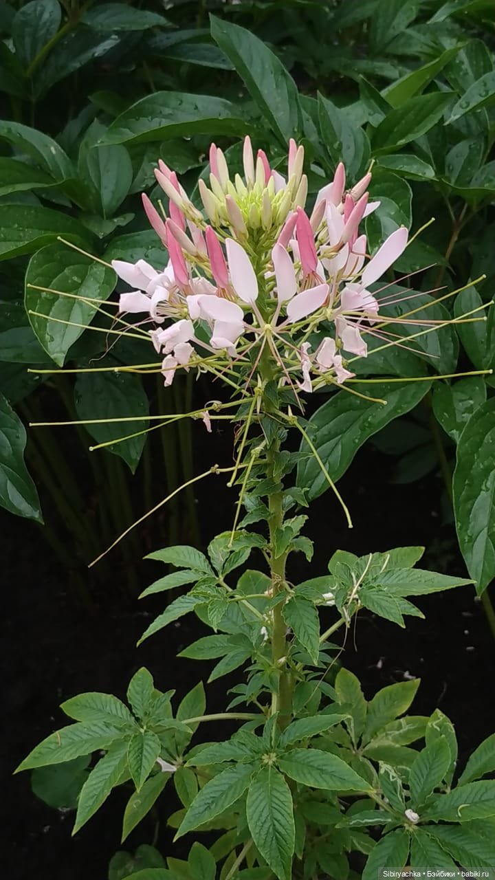 После дождя — Игровые куклы разных производителей (Разное): редкие бренды