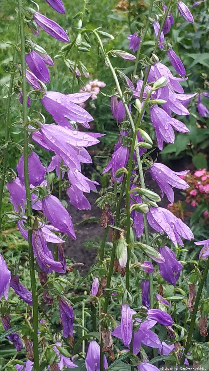 После дождя — Игровые куклы разных производителей (Разное): редкие бренды (фото 9)