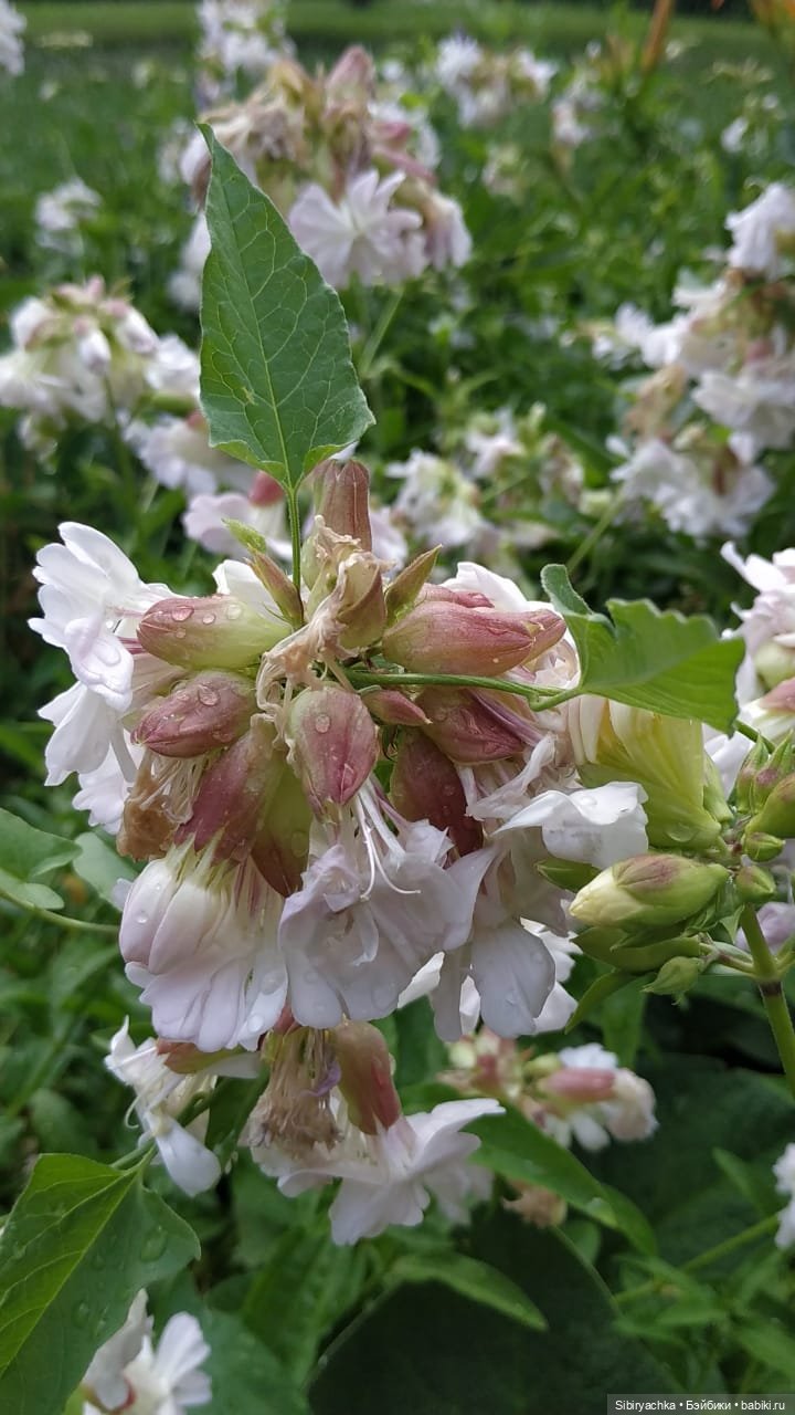 После дождя — Игровые куклы разных производителей (Разное): редкие бренды