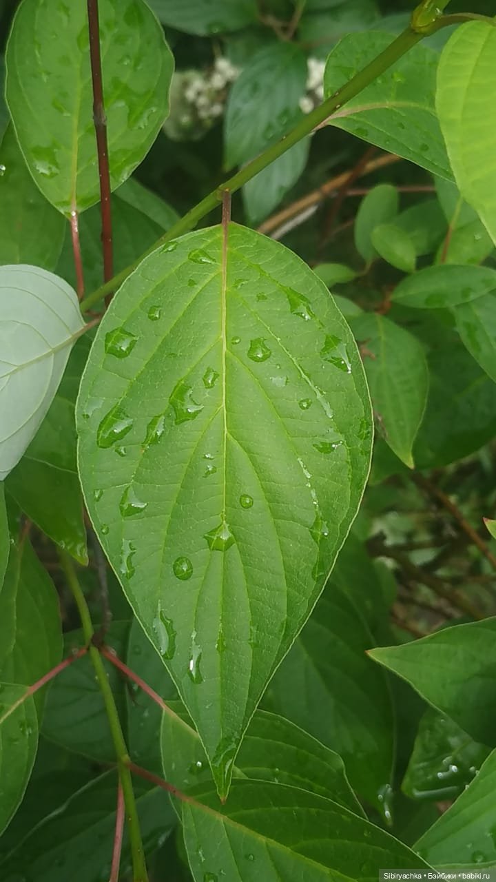 После дождя — Игровые куклы разных производителей (Разное): редкие бренды