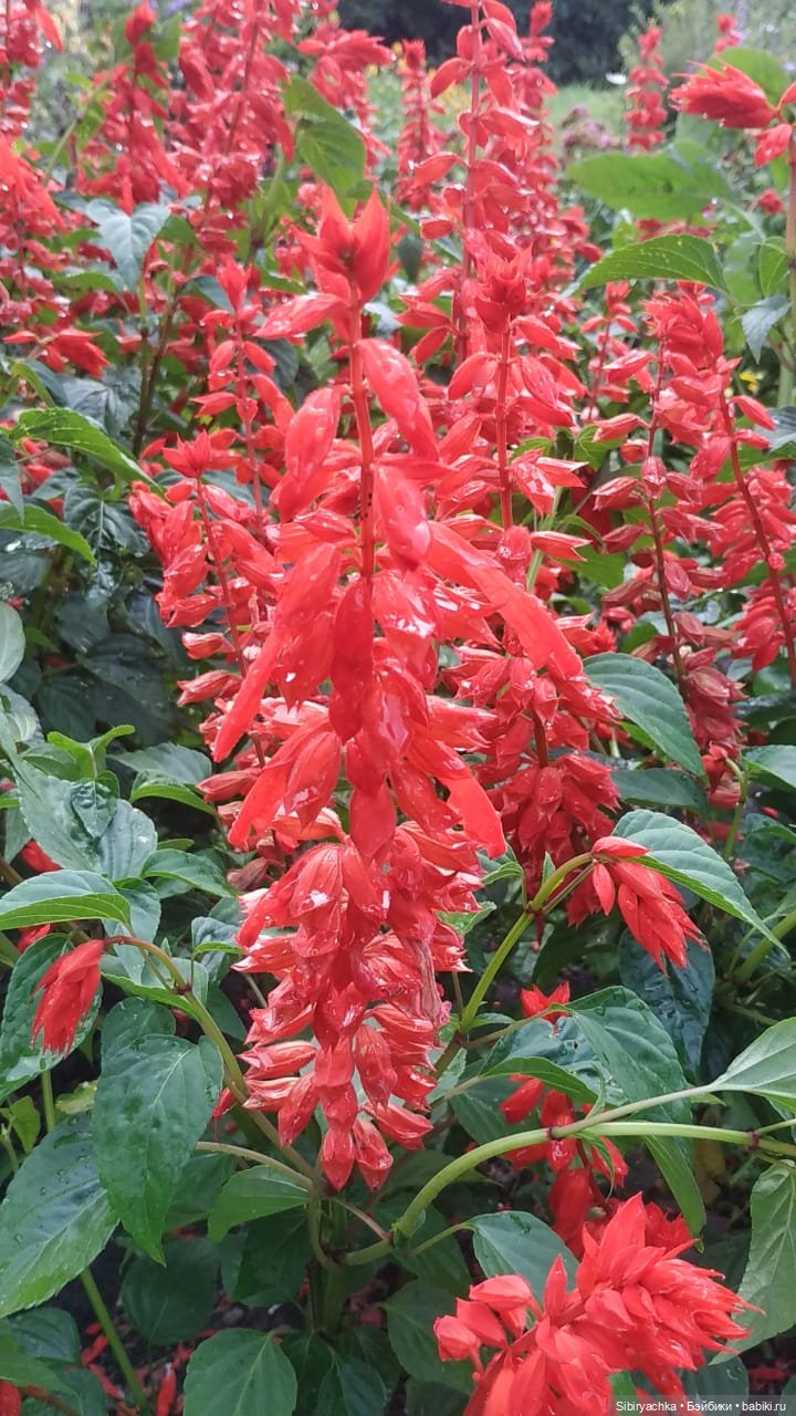 После дождя — Игровые куклы разных производителей (Разное): редкие бренды (фото 3)