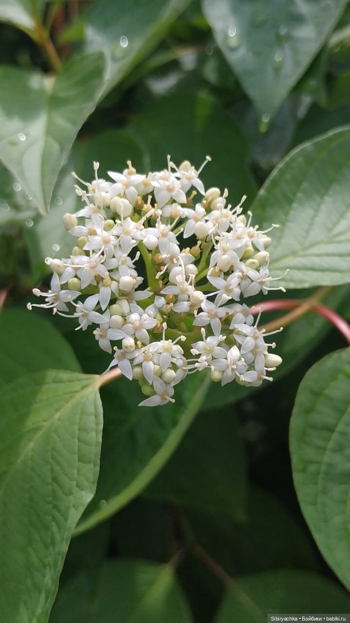 После дождя — Игровые куклы разных производителей (Разное): редкие бренды