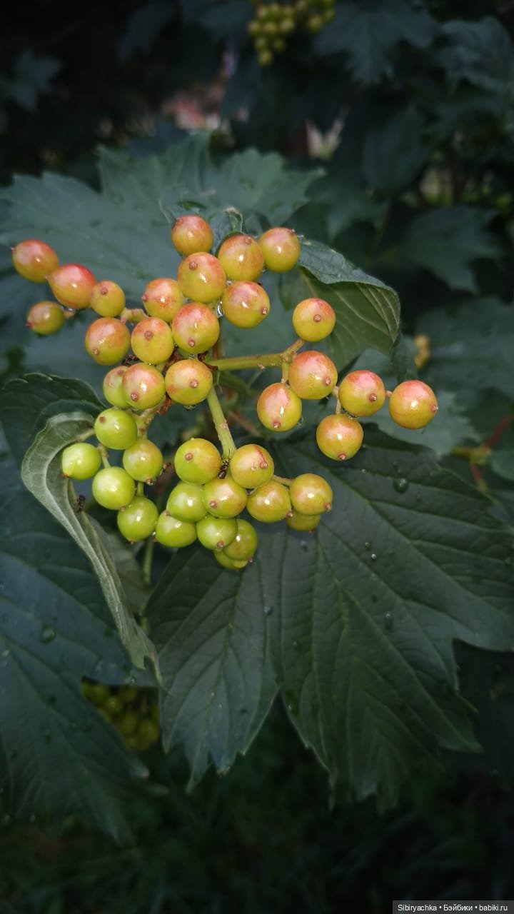 После дождя — Игровые куклы разных производителей (Разное): редкие бренды