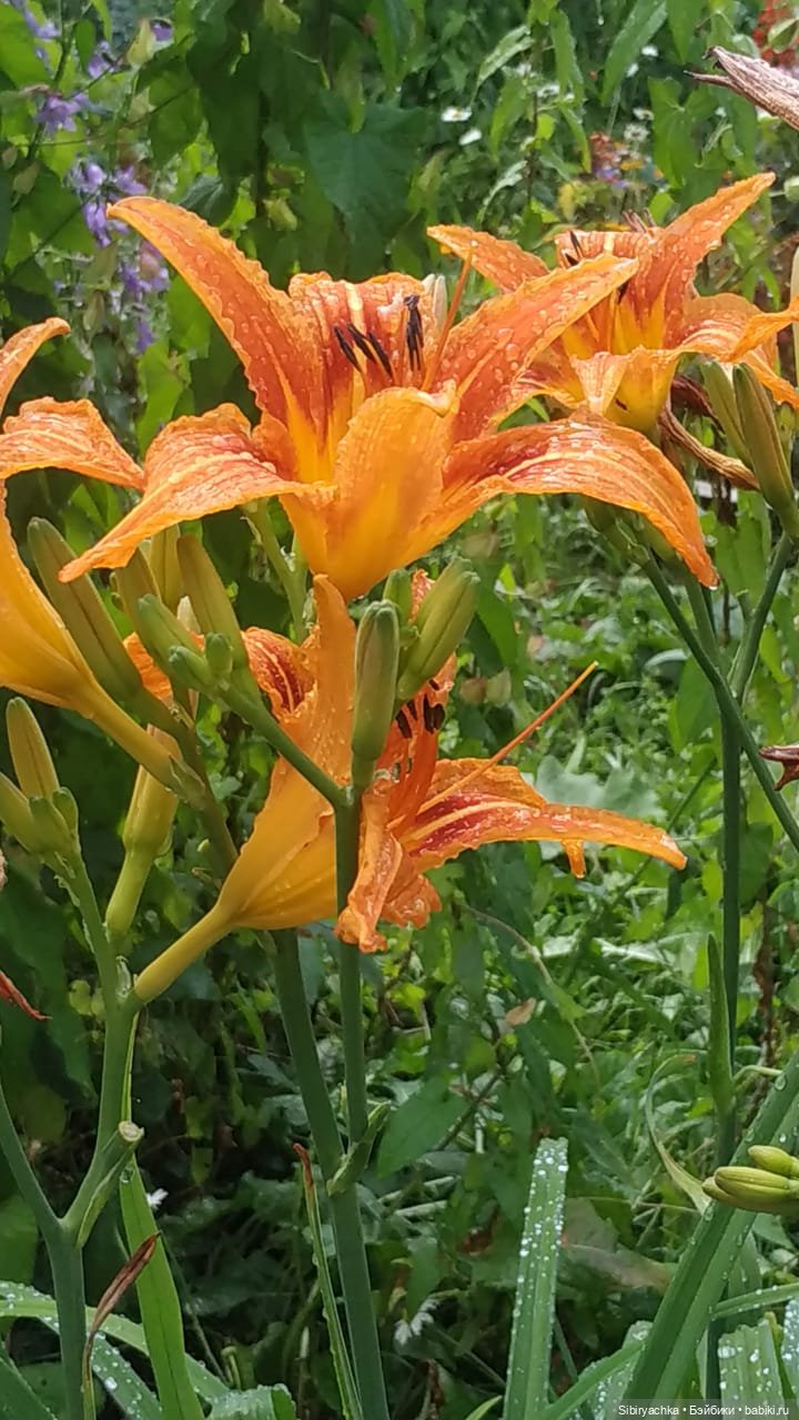 После дождя — Игровые куклы разных производителей (Разное): редкие бренды (фото 2)