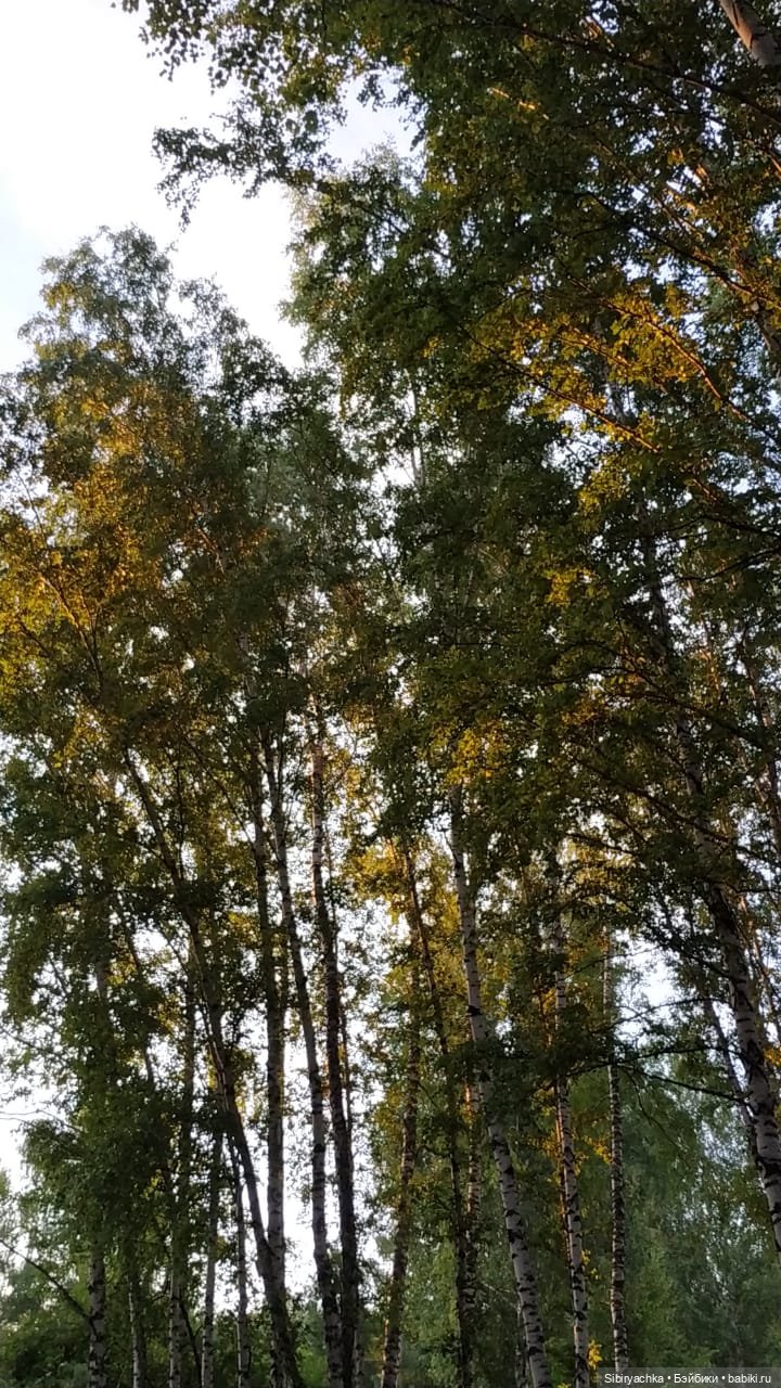 Вечер в лесу — Игрушки СССР и советского детства: резиновые