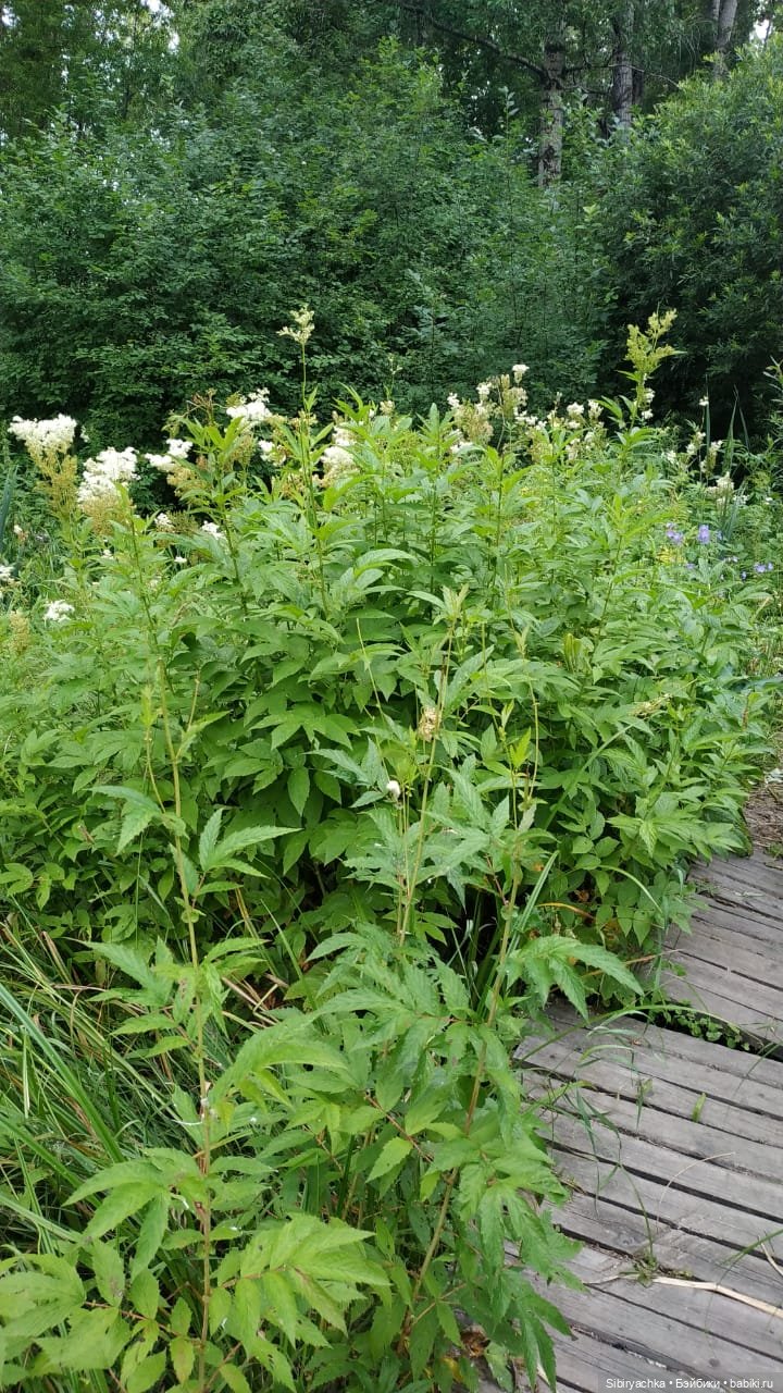 Вечер в лесу — Игрушки СССР и советского детства: резиновые