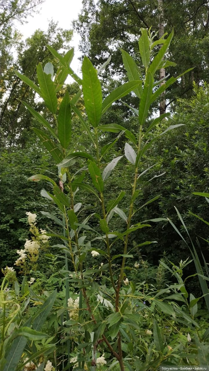 Вечер в лесу — Игрушки СССР и советского детства: резиновые