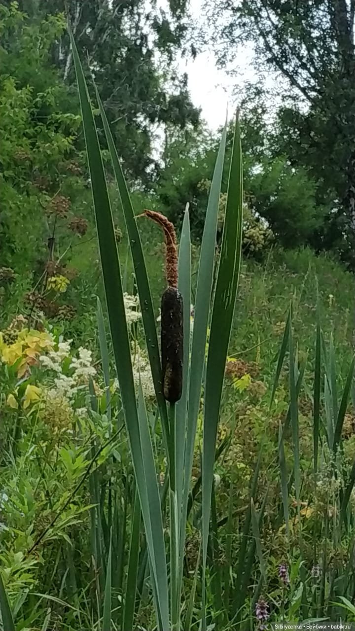 Вечер в лесу — Игрушки СССР и советского детства: резиновые