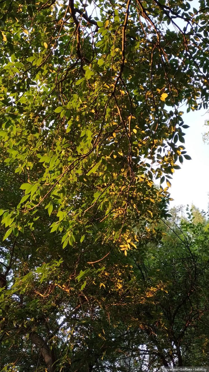 Вечер в лесу — Игрушки СССР и советского детства: резиновые