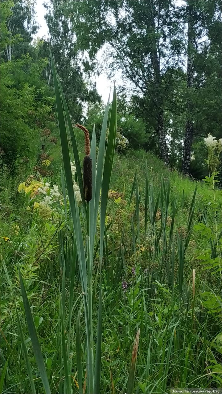 Вечер в лесу — Игрушки СССР и советского детства: резиновые