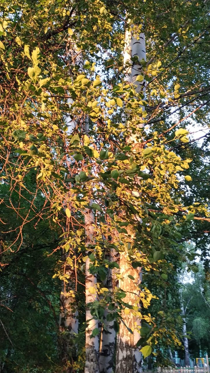 Вечер в лесу — Игрушки СССР и советского детства: резиновые