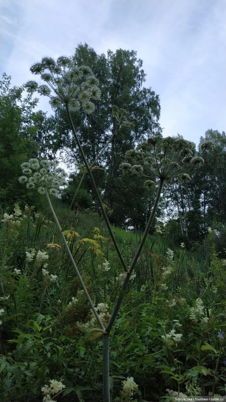 Вечер в лесу — Игрушки СССР и советского детства: резиновые