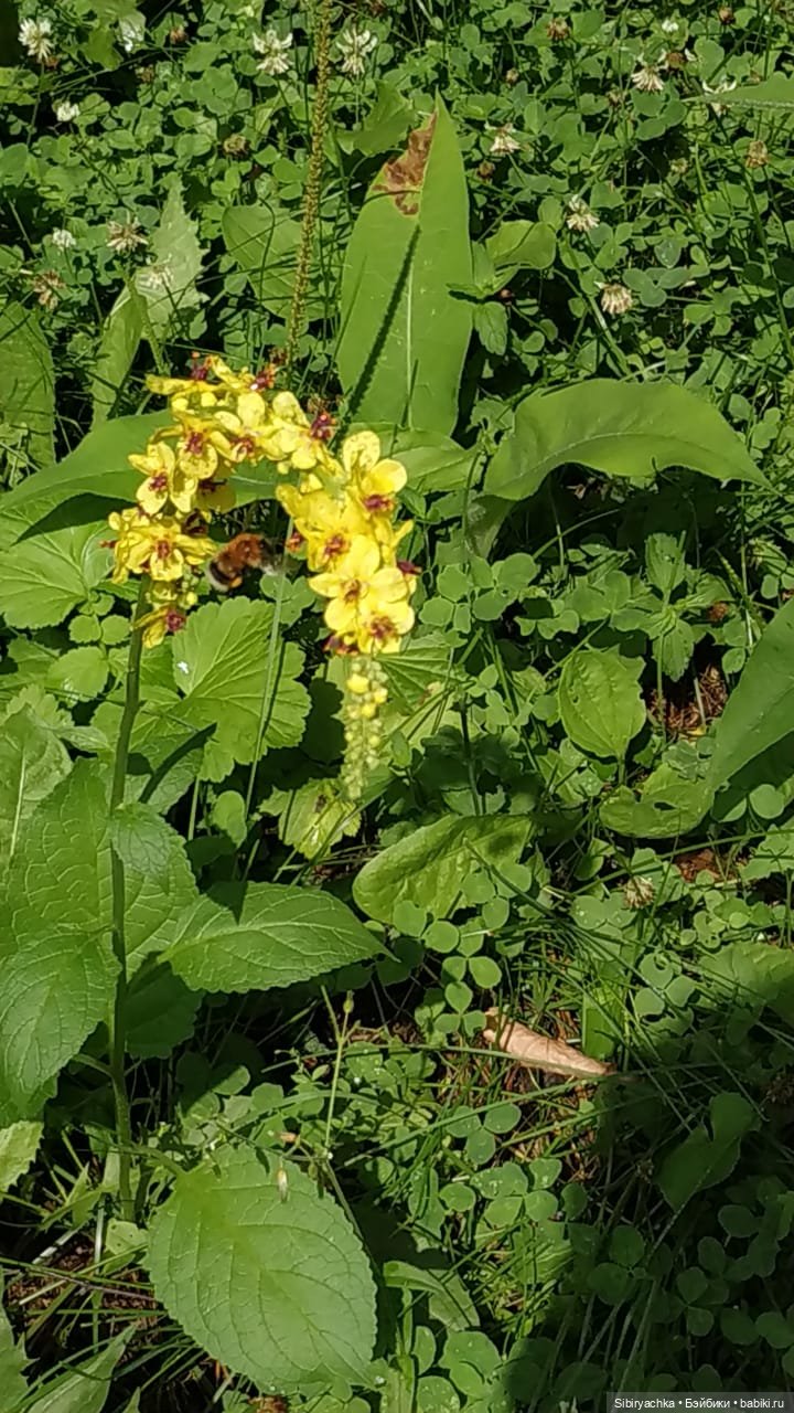 Небольшая прогулка Лисички-сестрички по деревне "Радость"