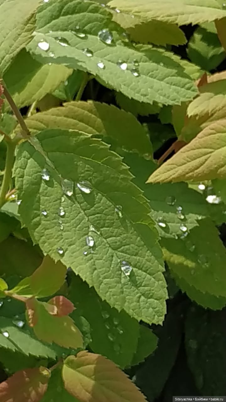 Летняя прогулка Анечки и Яночки