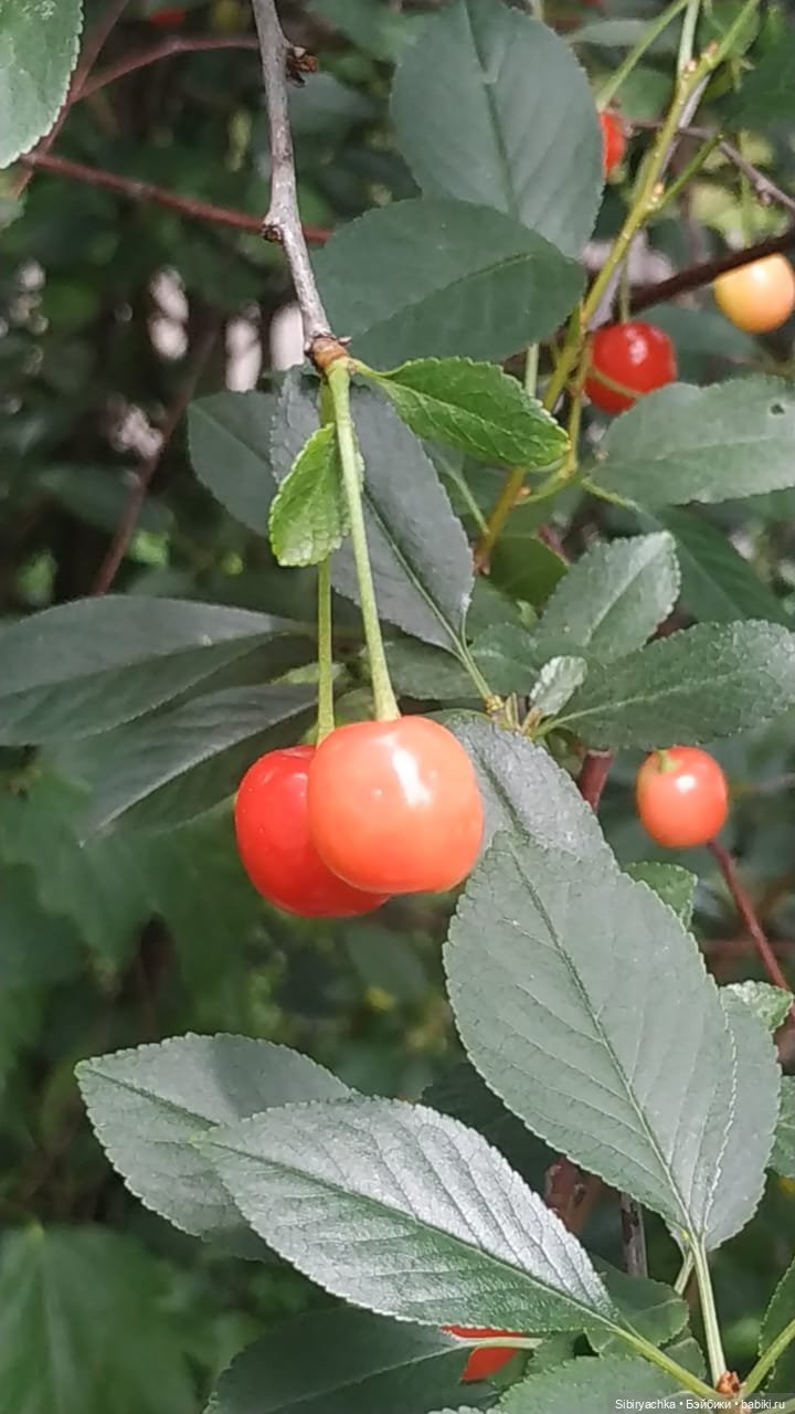 Летняя прогулка Анечки и Яночки