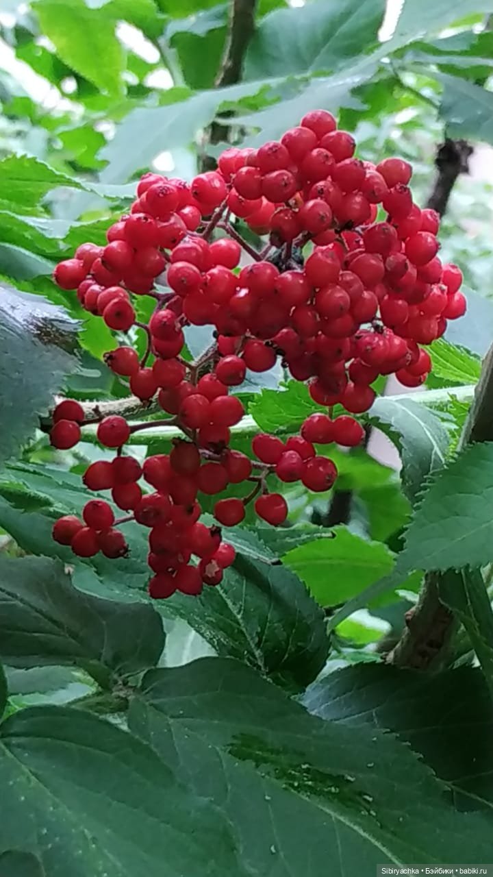 Летняя прогулка Анечки и Яночки