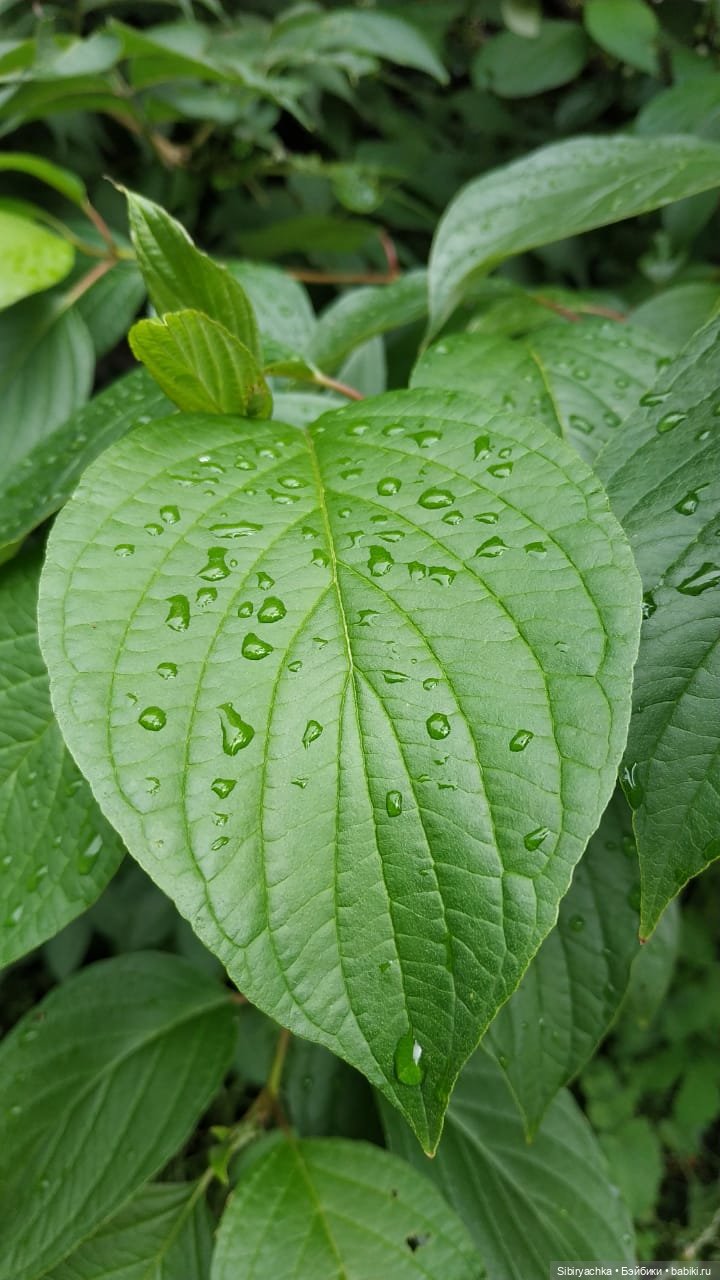 Летняя прогулка Анечки и Яночки (фото 10)