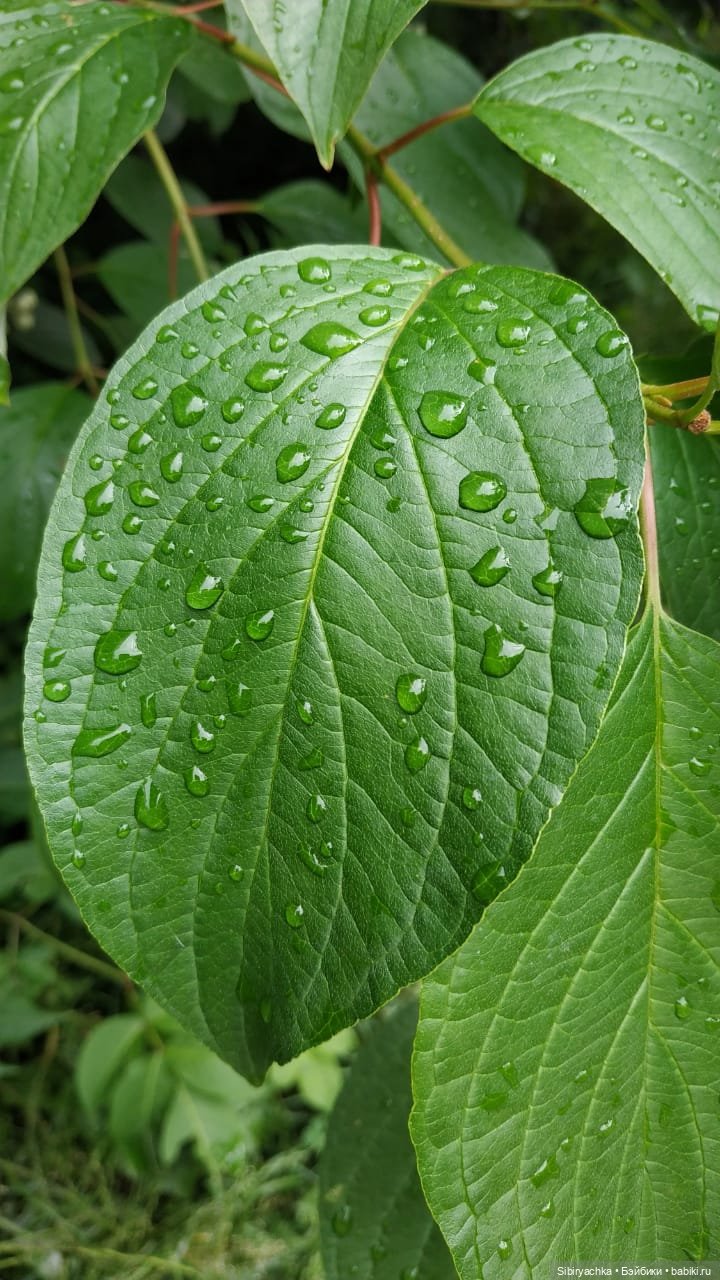 Летняя прогулка Анечки и Яночки (фото 9)