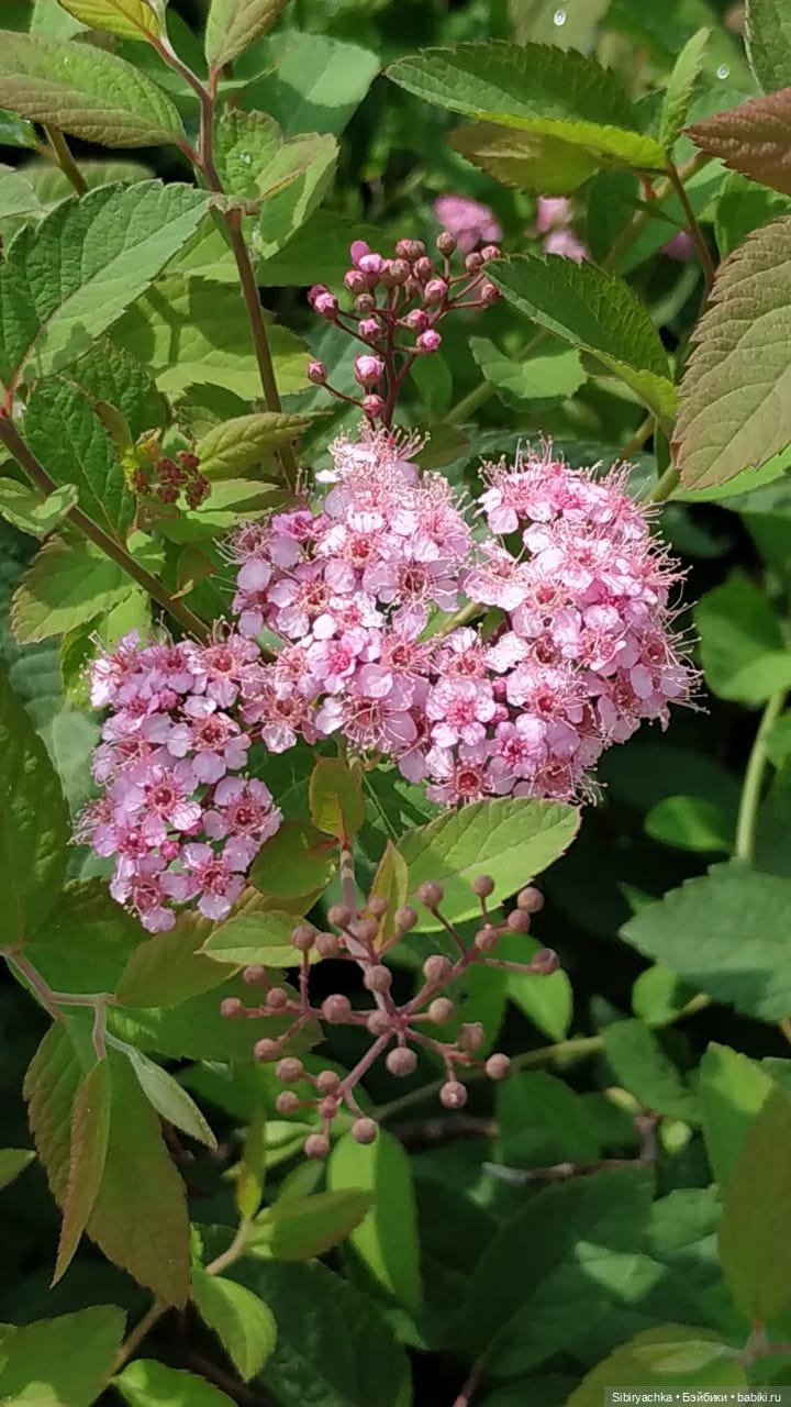 Летняя прогулка Анечки и Яночки